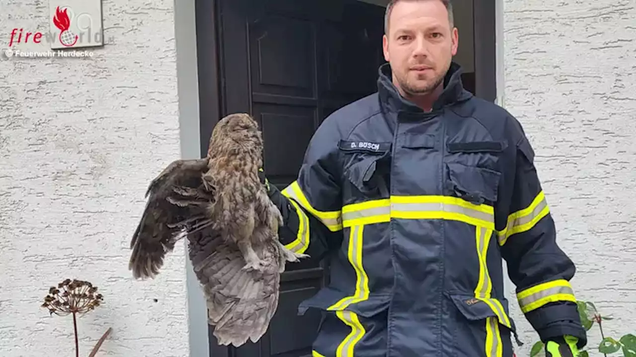 D: Feuerwehr Herdecke rettet Eule aus Kamin