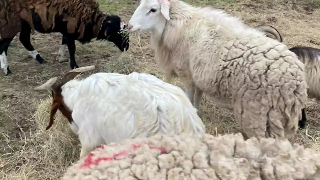 Houston Humane Society to care for livestock seized at Wallis packing plant