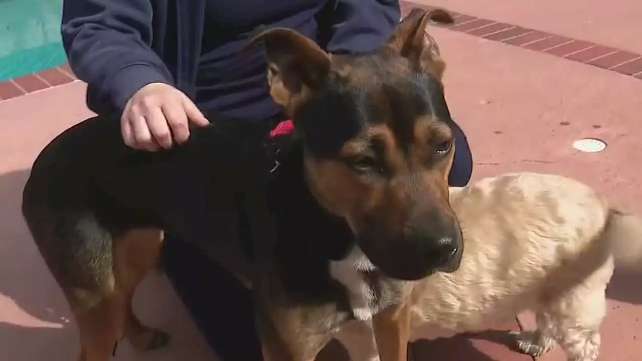 Dramatic rescue: Dog saved by good Samaritan on 5 Freeway