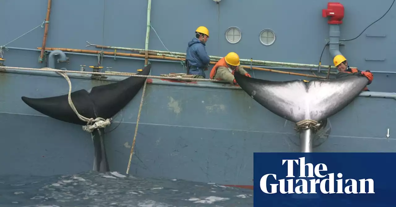 Japan’s new whaling ‘mother ship’ being built to travel as far as Antarctica