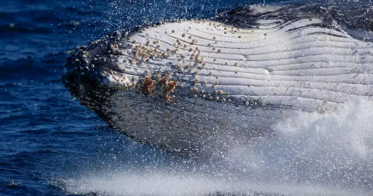 Humpback Whales Wail Less As Population Grows