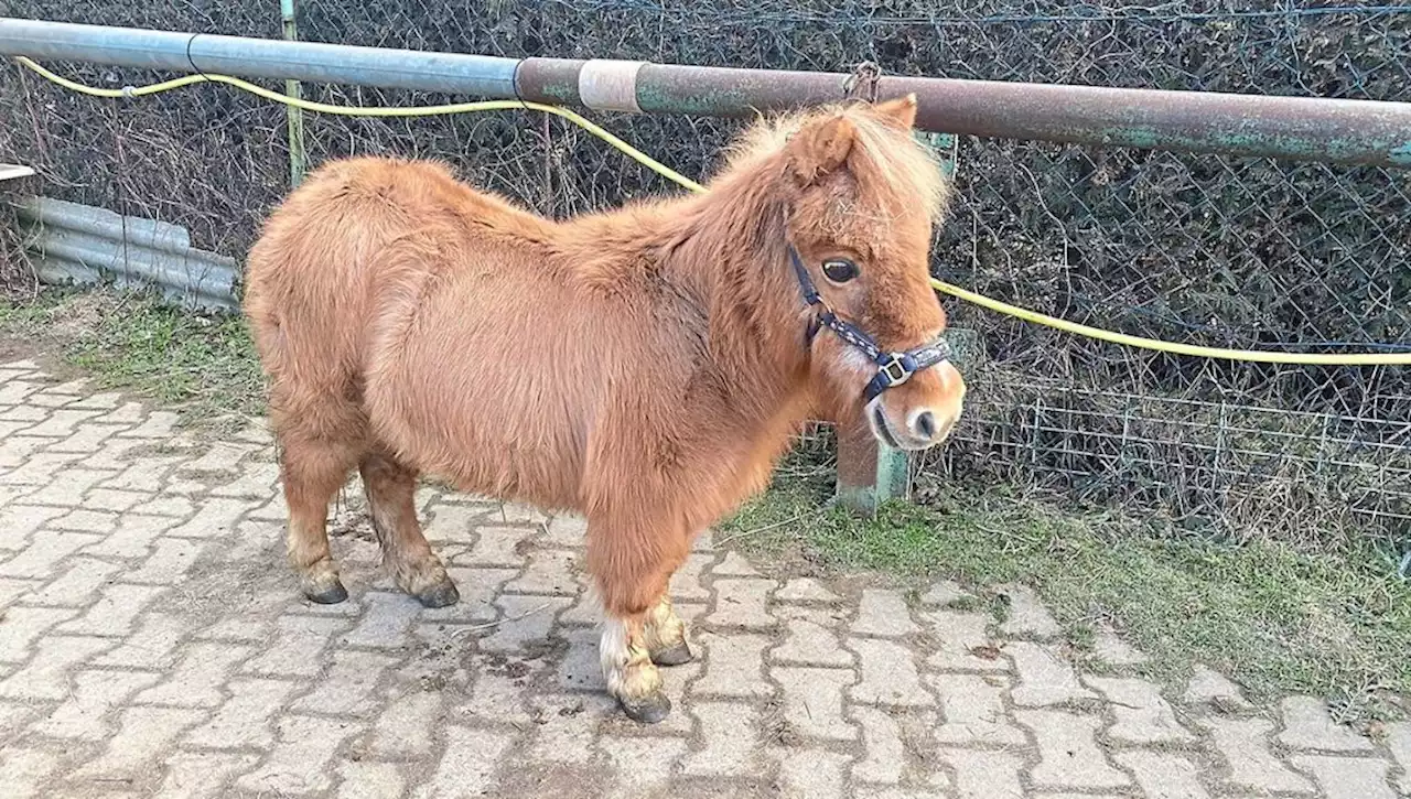 Spenden und Besitzer gesucht: Mini-Pony Winnie aus Rattiszell ist in Not - idowa