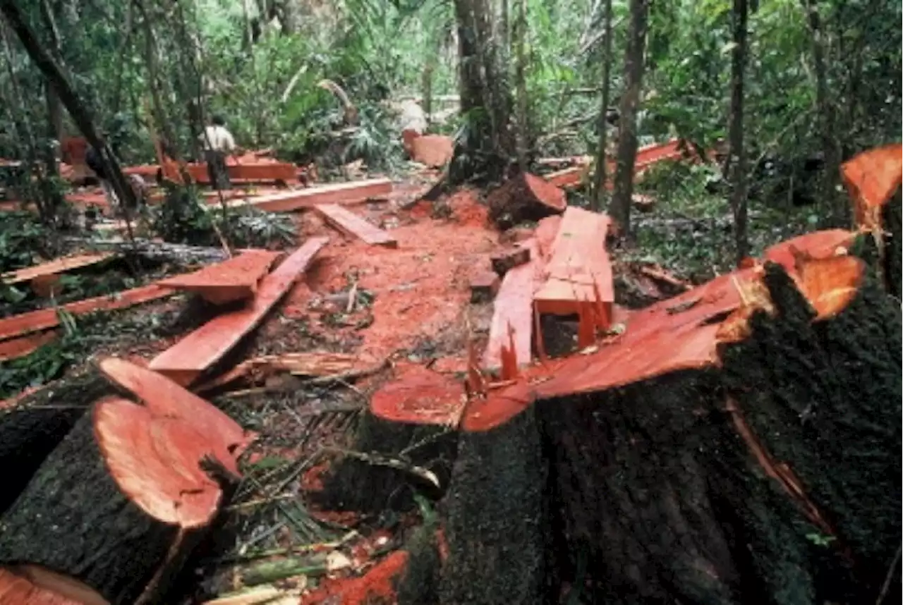 Kayu Ulin Tidak Lagi Dilindungi