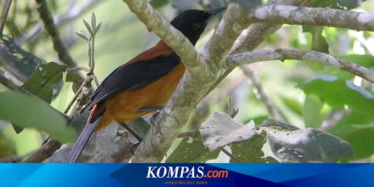 Apakah Ada Burung Beracun?