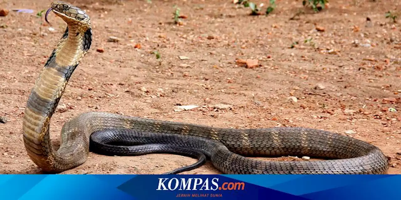 Fakta-fakta King Cobra, Ular Berbisa Terbesar di Dunia