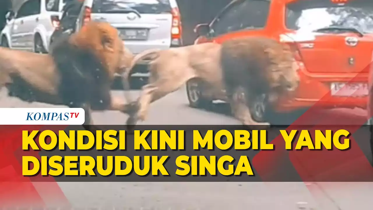 Mobil Diseruduk Singa di Taman Safari Dapat Ganti Rugi