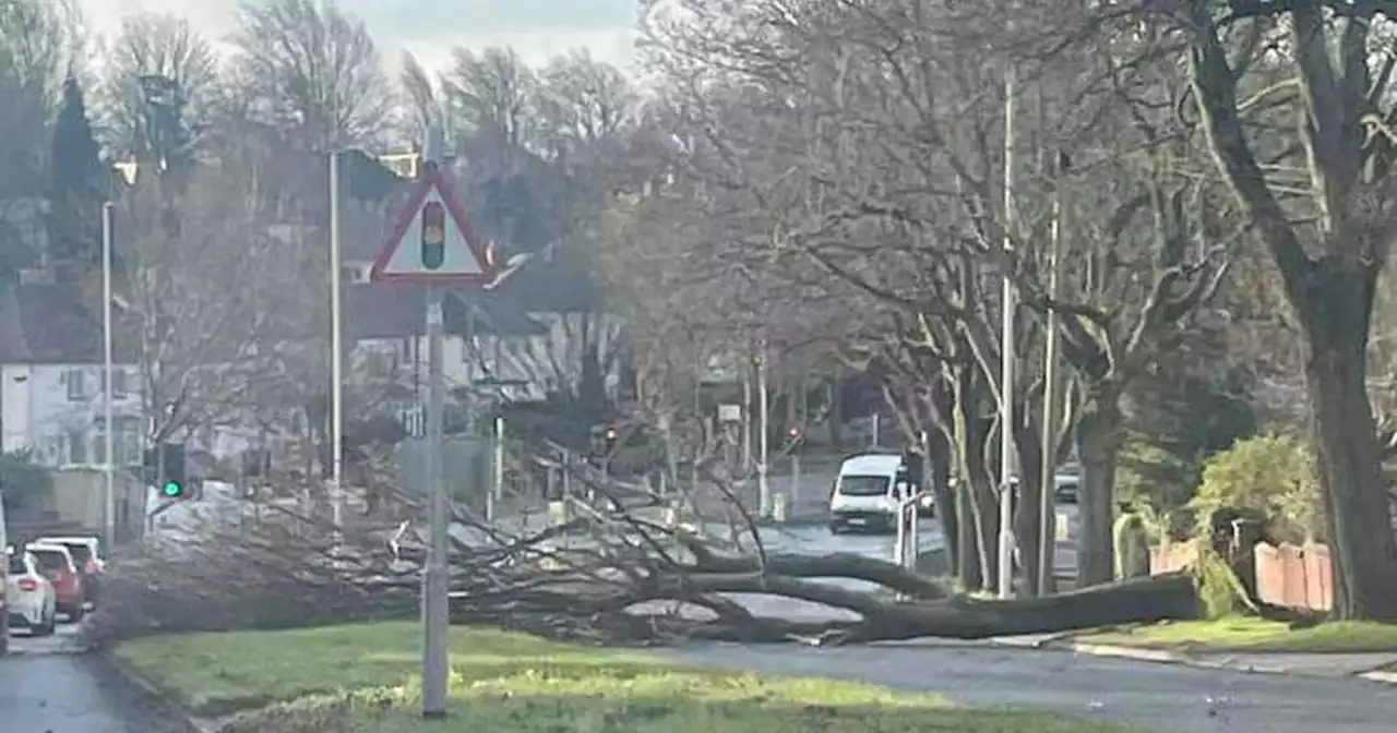 Live as Storm Otto batters Yorkshire as man 'seriously hurt' by falling tree