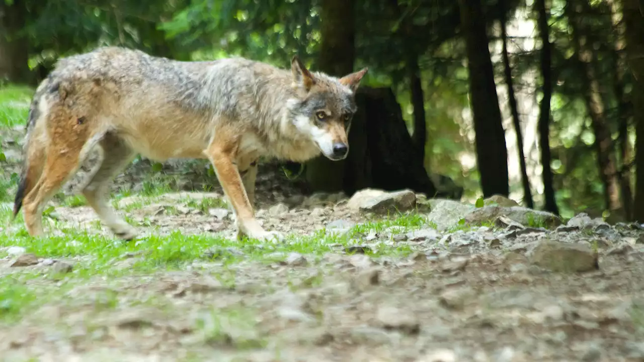 Un homme menacé par un loup, une première depuis le retour de l’animal en France