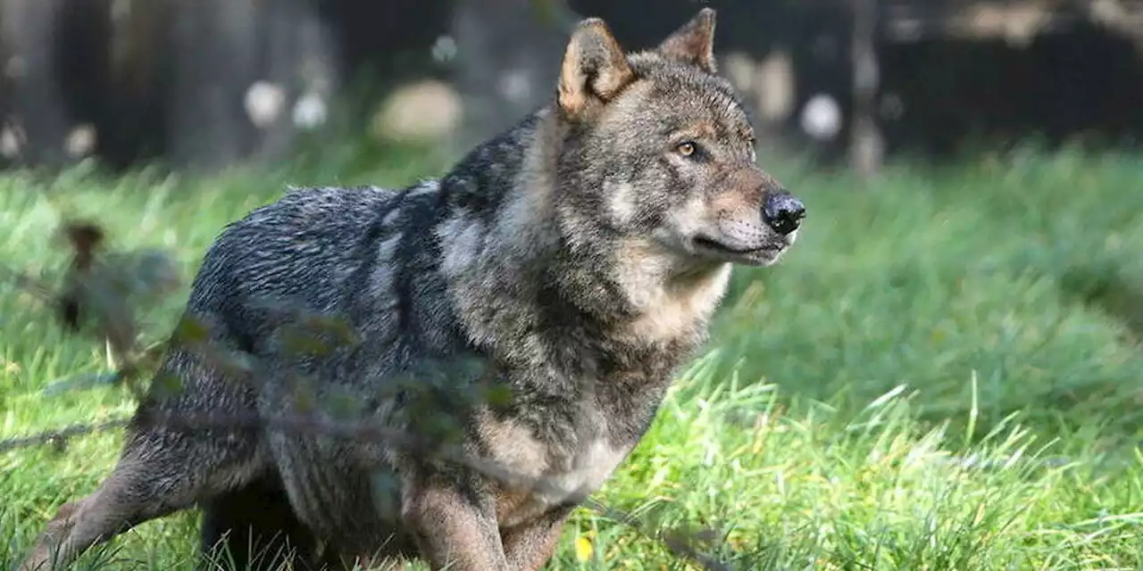 Pour la première fois en 30 ans, un loup attaque un homme