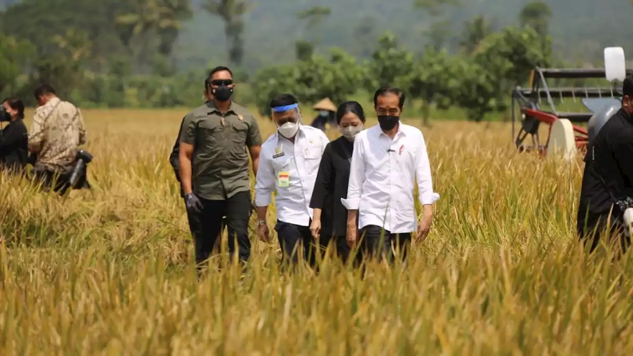 Lapor Pak Jokowi, Semua Wilayah Indonesia Mulai Panen Raya