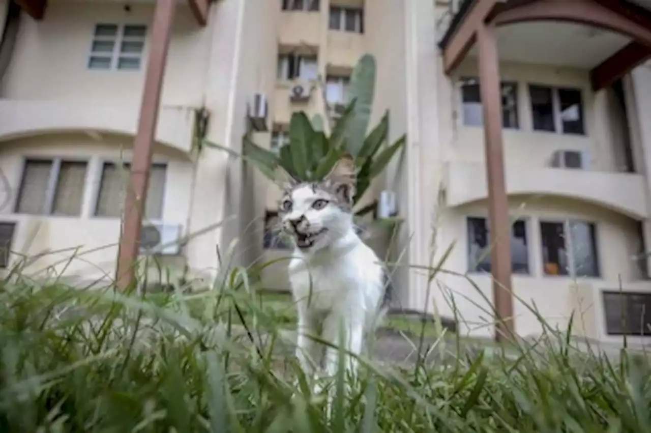 Vietnam police find 2,000 dead cats intended for traditional medicine