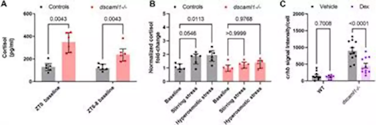 Frontiers | Deficiency in the cell-adhesion molecule dscaml1 impairs hypothalamic CRH neuron development and perturbs normal neuroendocrine stress axis function