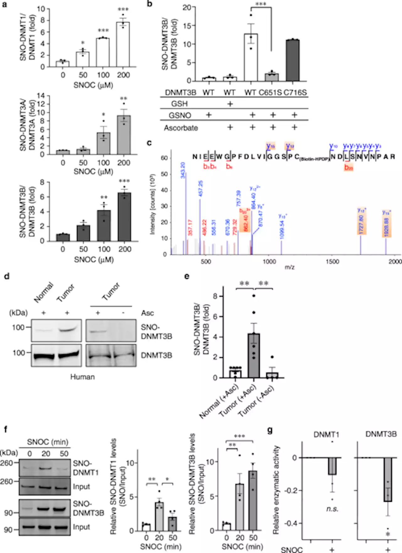 Pivotal role for S-nitrosylation of DNA methyltransferase 3B in epigenetic regulation of tumorigenesis - Nature Communications