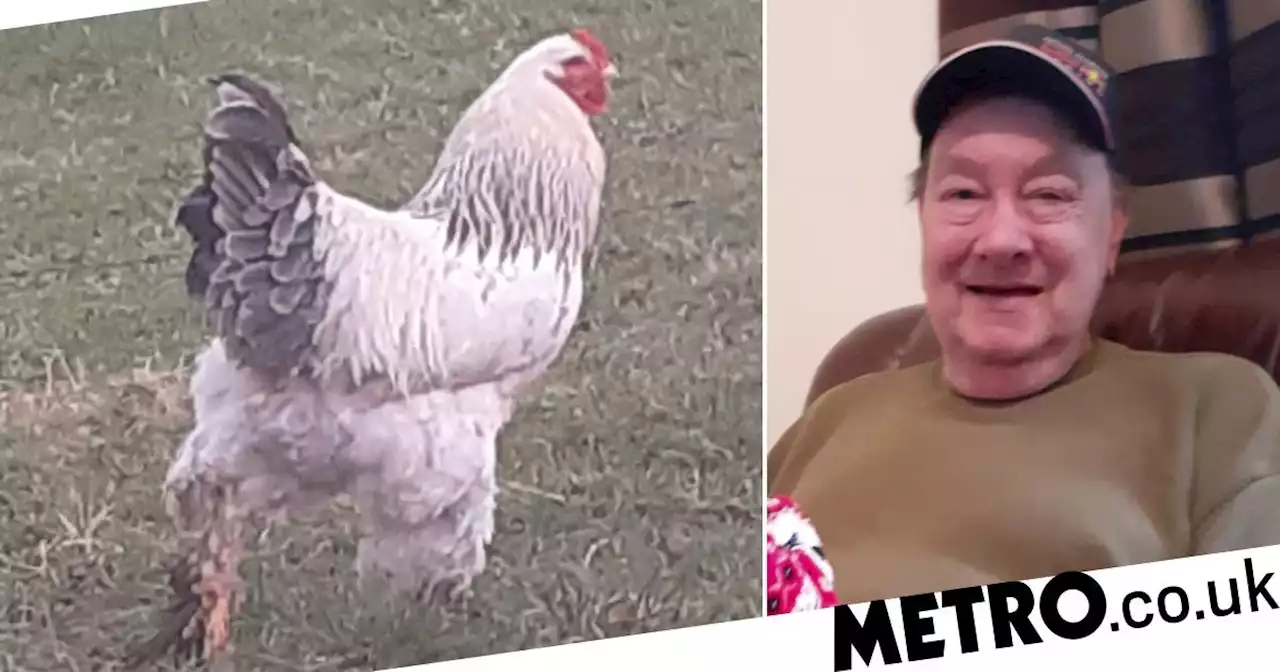 'Aggressive' chicken who attacked and killed his owner pictured