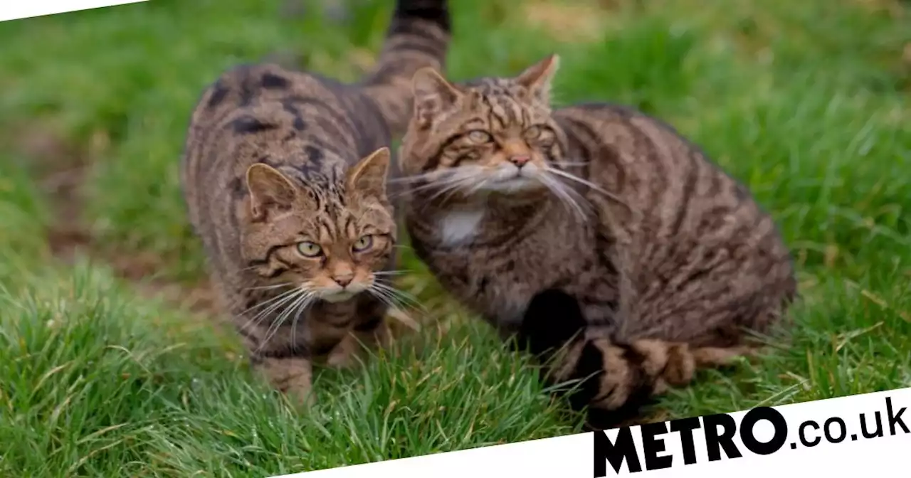 Wildcats to be released into countryside for first time in 500 years