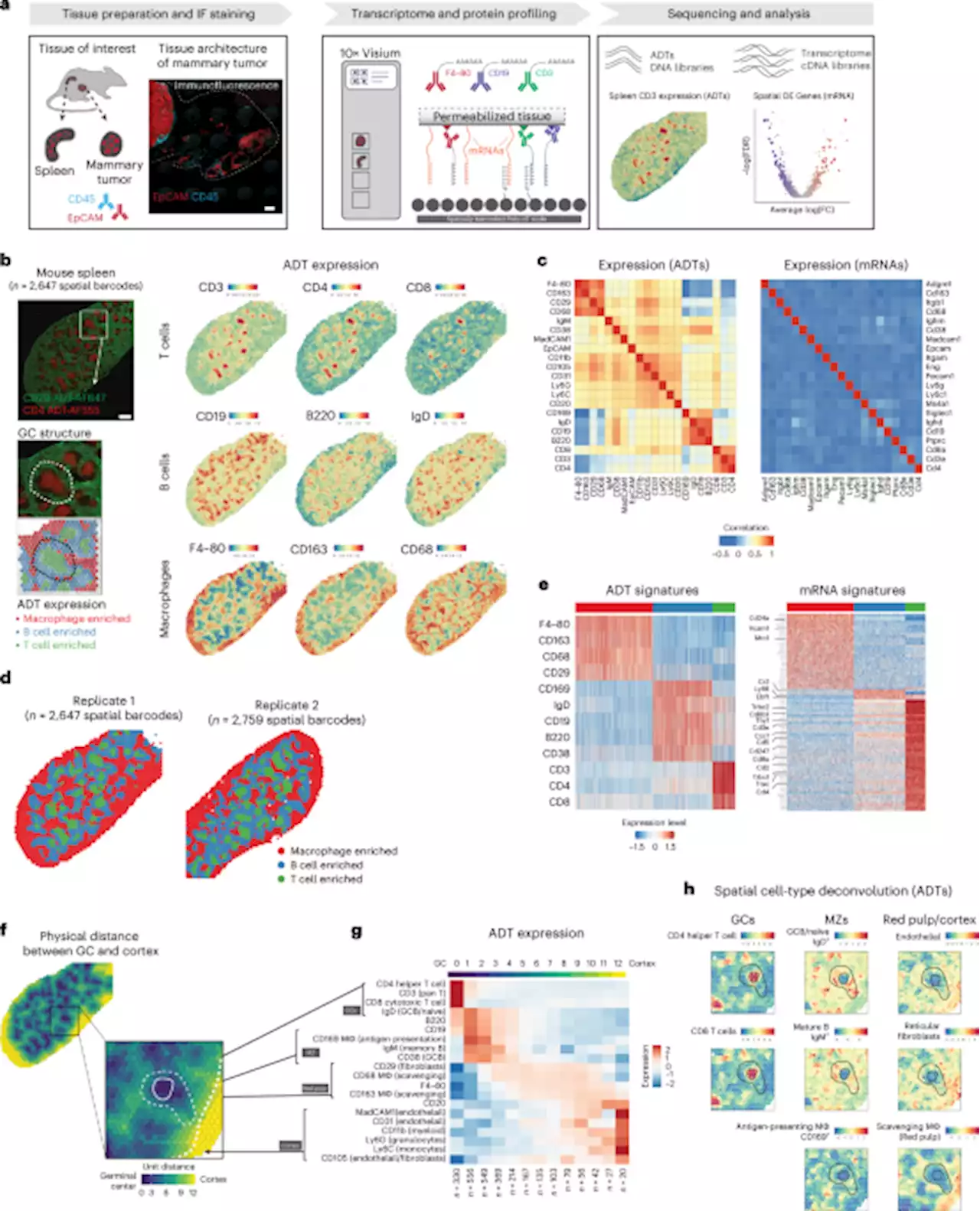 Integration of whole transcriptome spatial profiling with protein markers - Nature Biotechnology