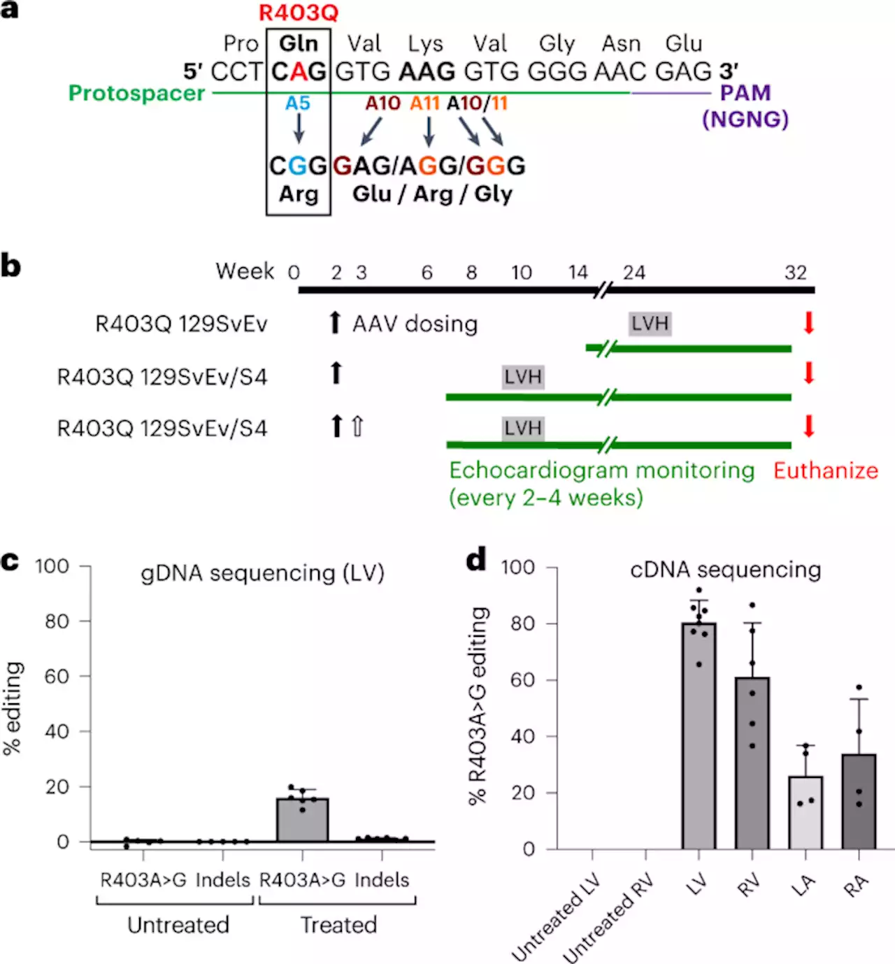 Efficient in vivo genome editing prevents hypertrophic cardiomyopathy in mice - Nature Medicine