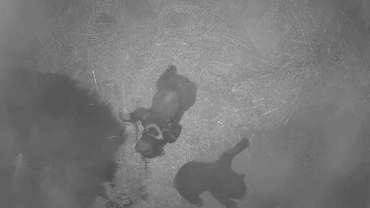 Pair of Threatened Sloth Bear Cubs Born at Philadelphia Zoo for First Time in 30 Years