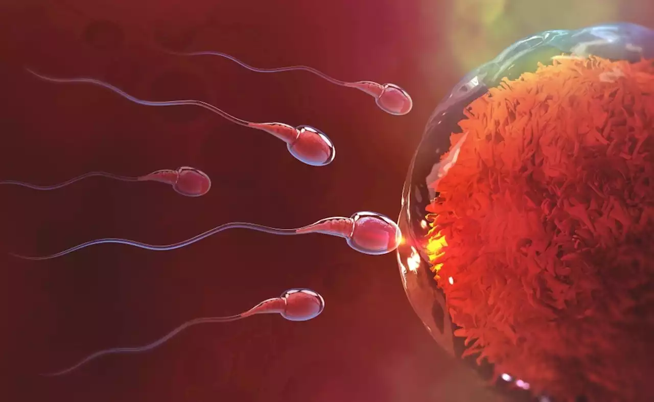 An oral and on-demand male contraceptive