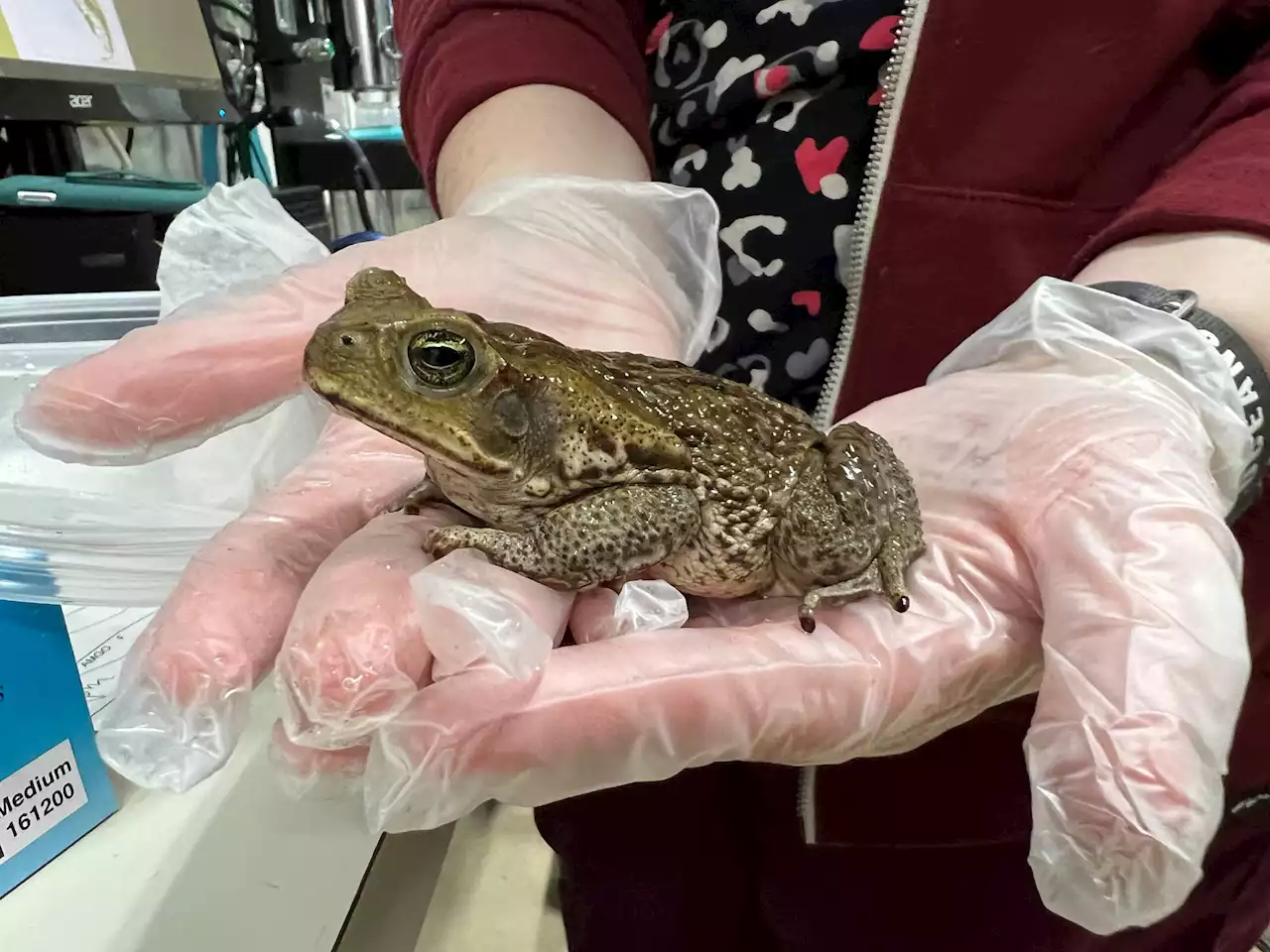 Toxic cane toad invader found in Minnesota hardware store: 'Shocked'