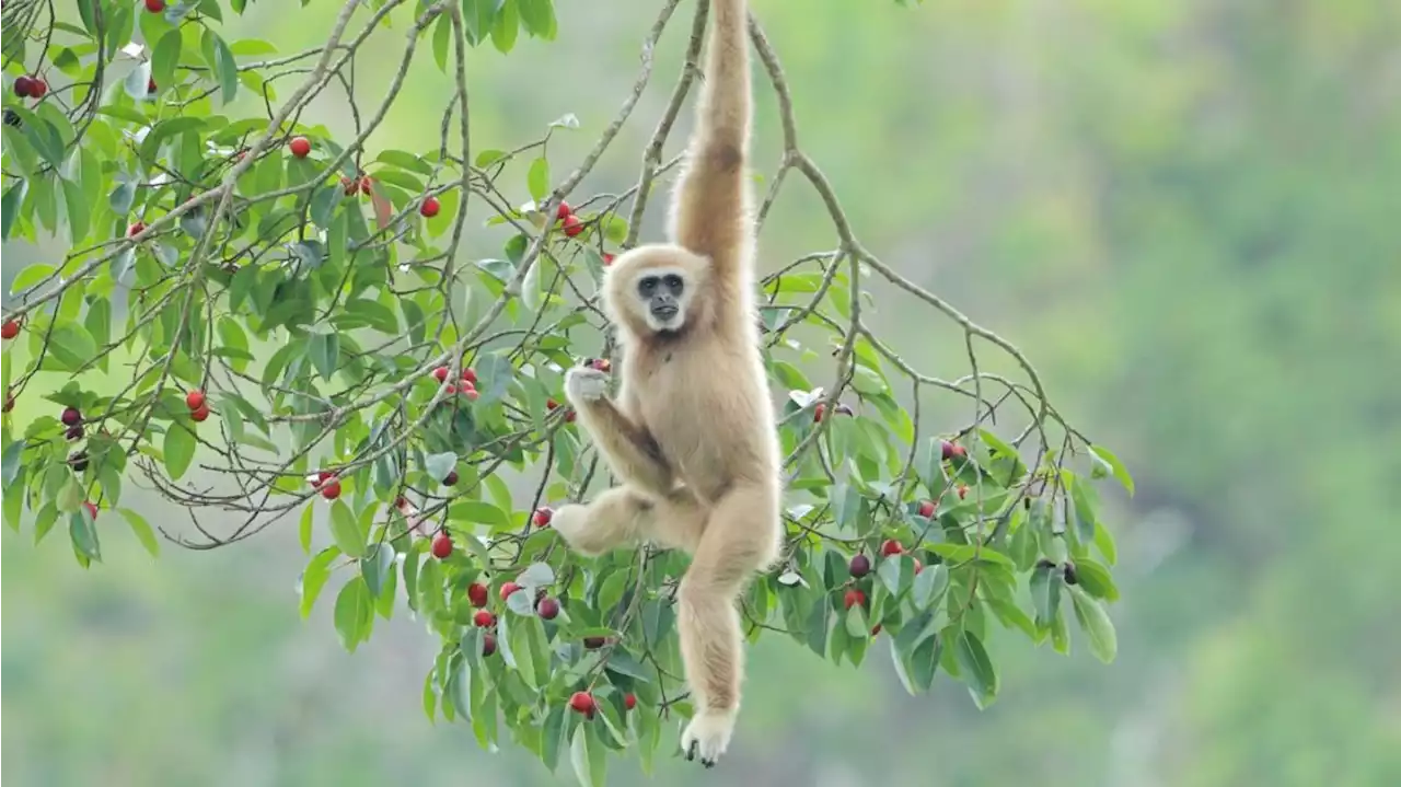 Un zoológico descubrió qué ocurrió con la mona que quedó embarazada viviendo sola