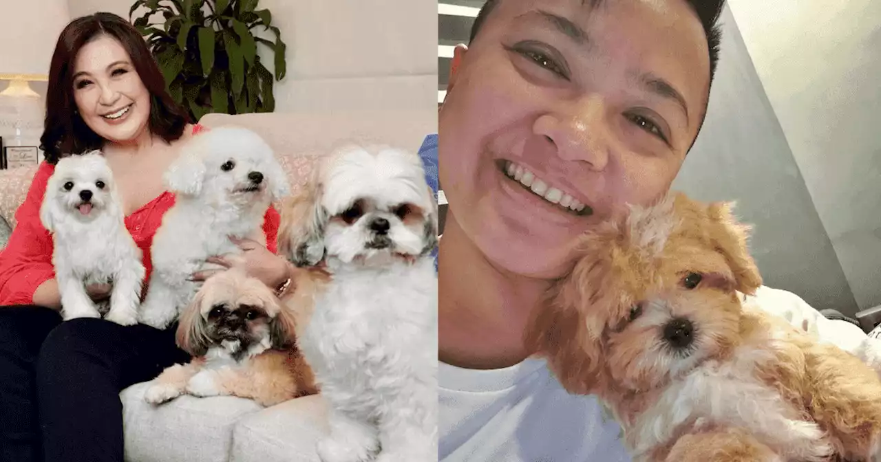 LIST: Local celebrities who brought home adorable tiny dogs that are popular in Korea