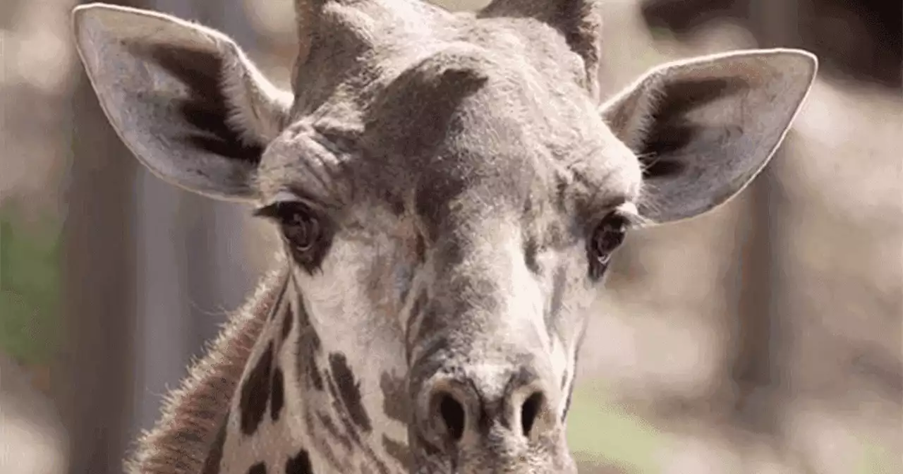 Six-year-old giraffe dies after getting caught in New York zoo's gate structure