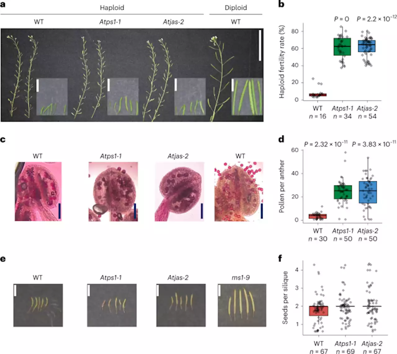 Haploid male fertility is restored by parallel spindle genes in Arabidopsis thaliana - Nature Plants