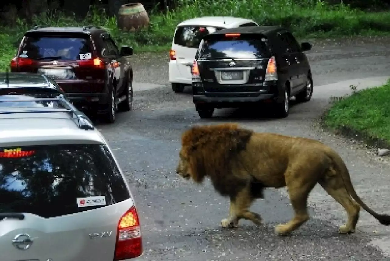 Mobil Diseruduk Singa di Taman Safari Dapat Jaminan Asuransi |Republika Online