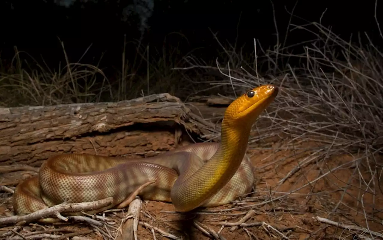 Snakes Can Hear You Scream, New Research Reveals