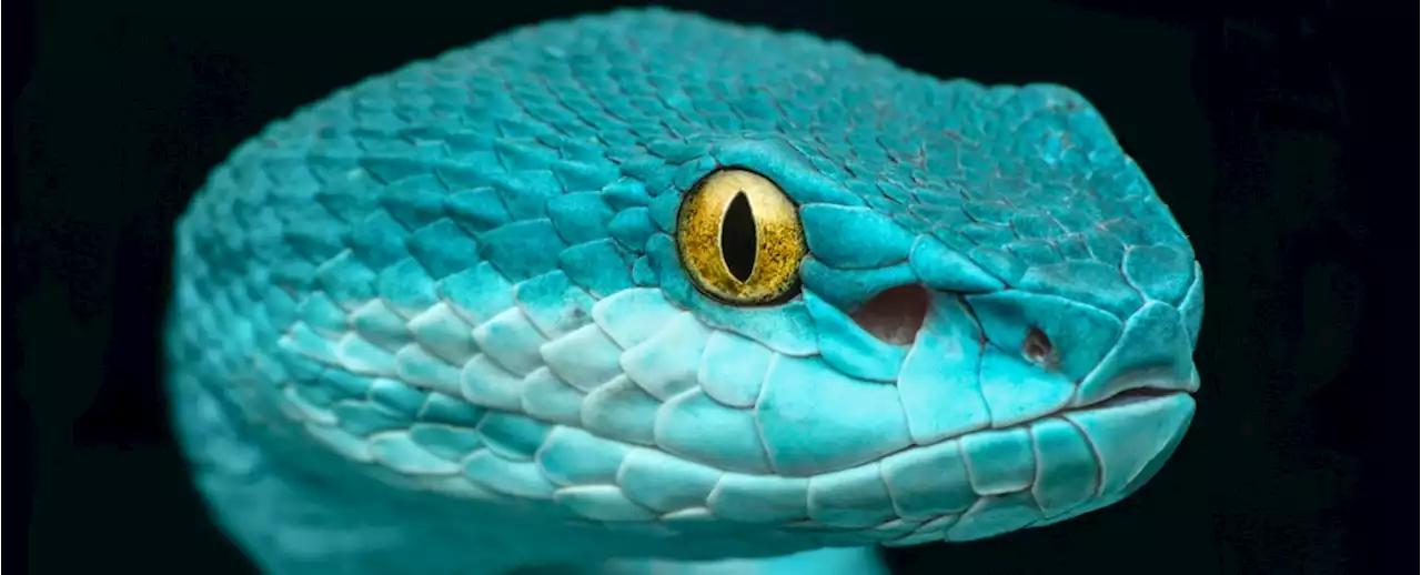 Snakes Can Hear You Better Than You Think