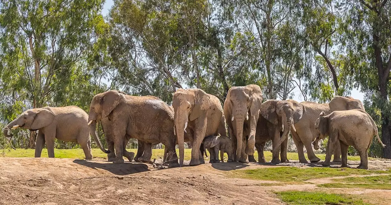 Opinion: How elephants in the care of the San Diego Zoo Wildlife Alliance are thriving