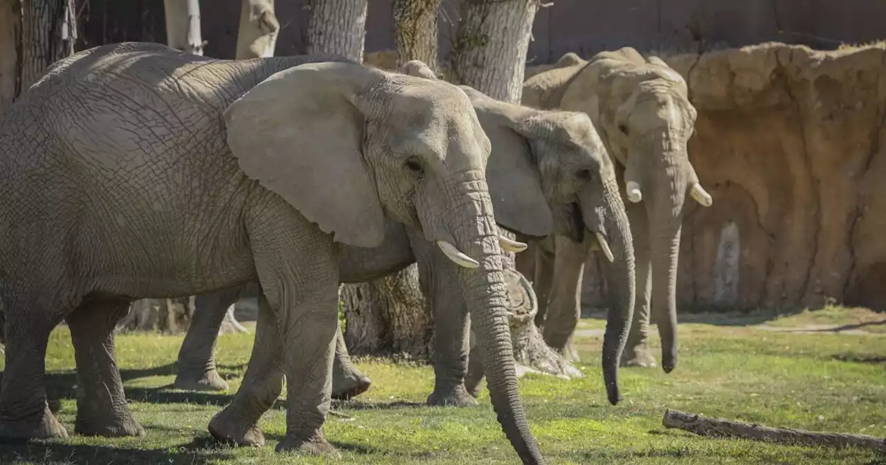 Opinion: Why elephants need freedom, not captive breeding in zoos, for the species to survive