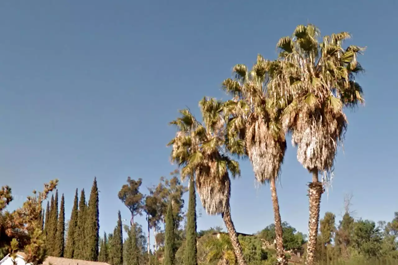 Palm tree trimming accident kills California man