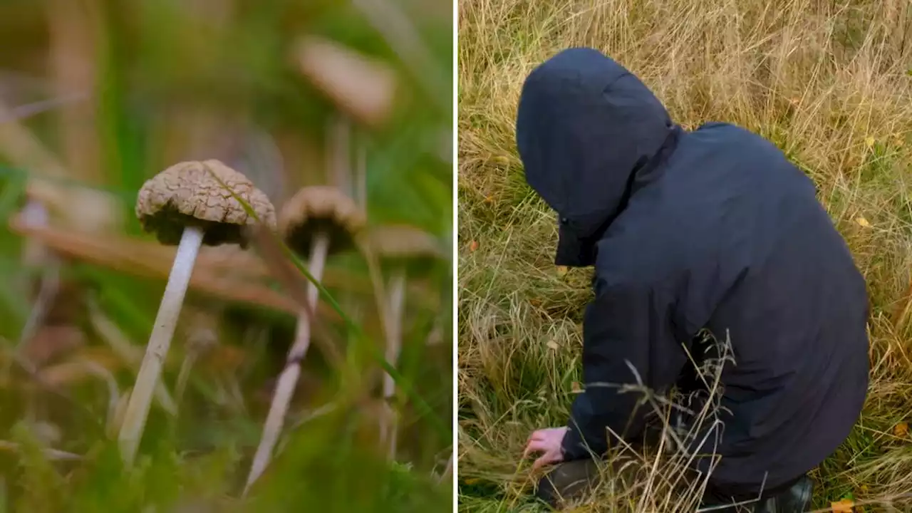 Här hittar de olaglig svamp i svenska naturen