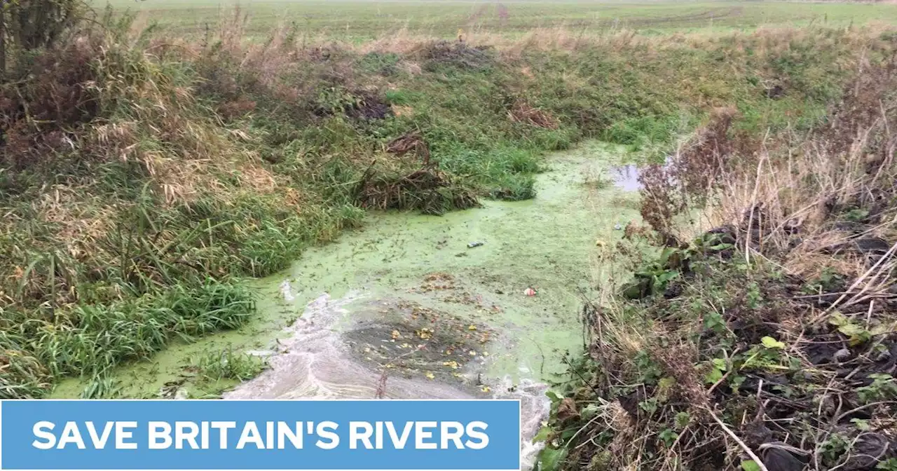 Cambridge's River Cam smothered by algae that can suffocate wildlife due to chemical pollution