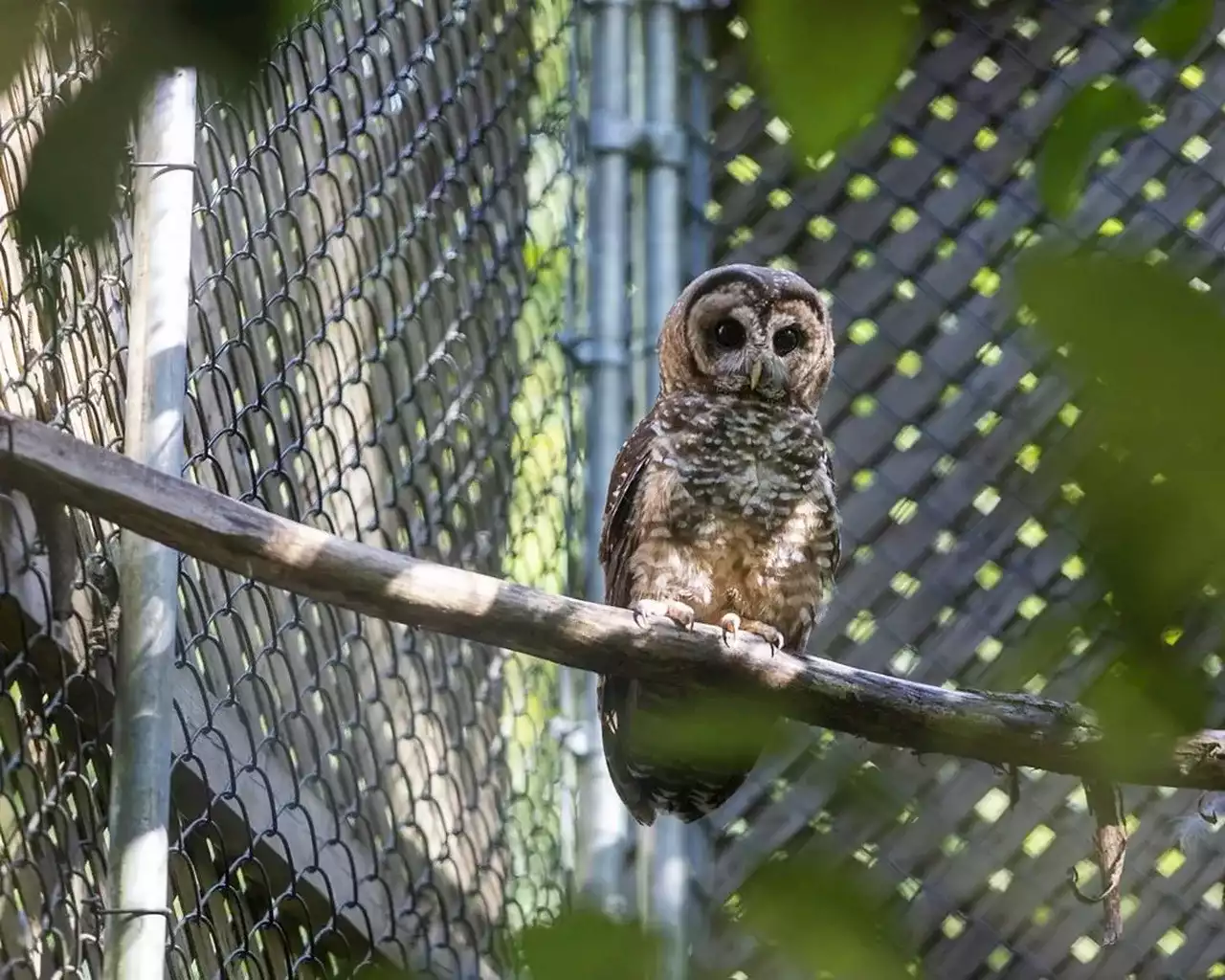 Northern spotted owl found injured near B.C. train tracks two months after release