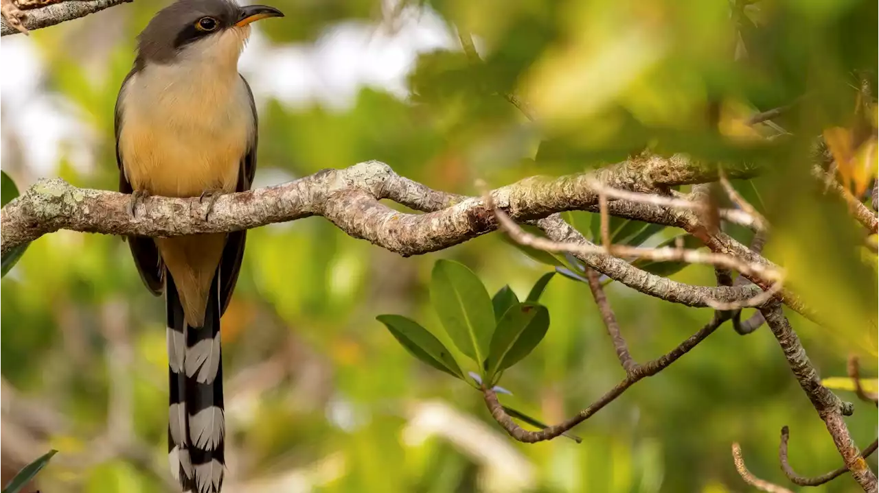 At 25, Backyard Bird Count shows power of citizen science