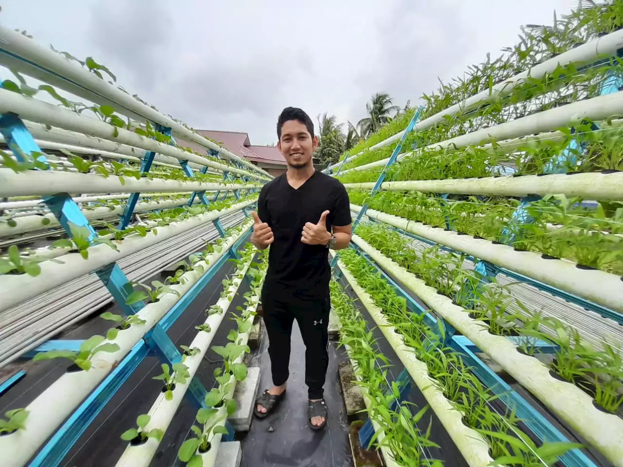 Jurutera tanam sayur hidroponik raih RM6,000 sebulan