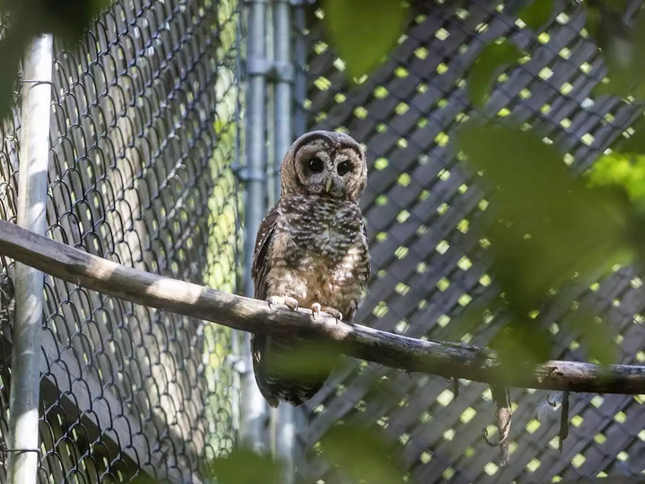 Northern spotted owl found injured near B.C. train tracks two months after release