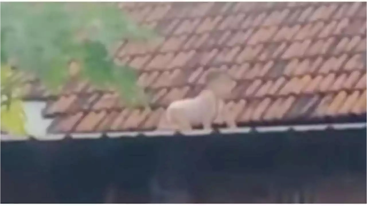 Geger Bayi Merangkak di Atas Genteng, Netizen Penasaran Cara Naiknya