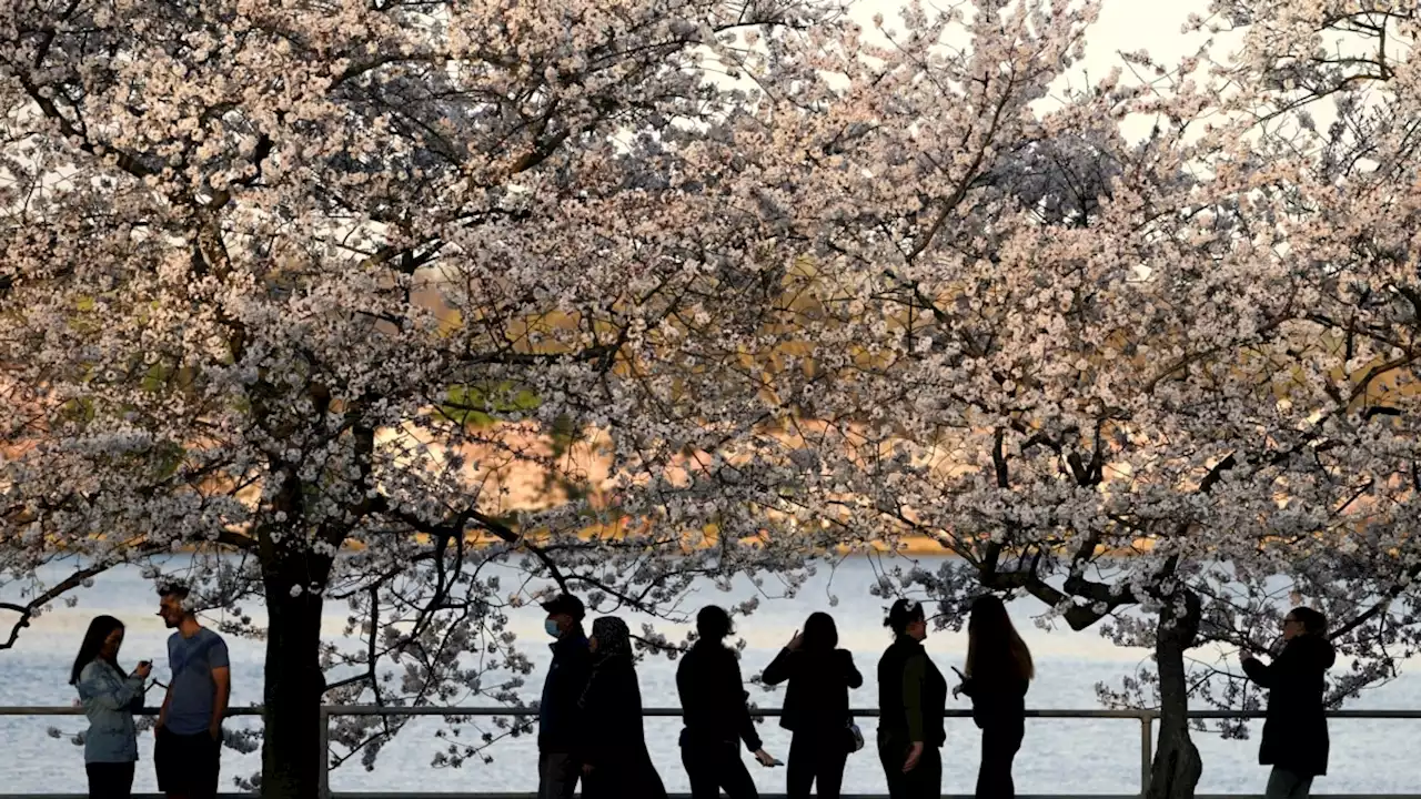 Bunga Sakura di Kota Washington Diperkirakan Mekar Lebih Awal