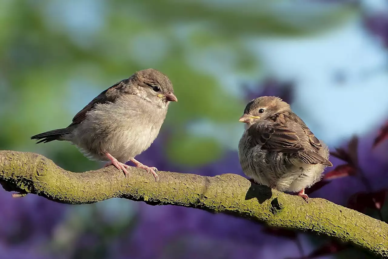 Be a Citizen Scientist This Weekend—Count Your Backyard Birds - Washingtonian