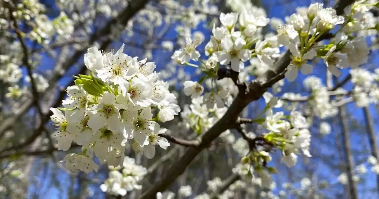 Controversy blossoms in Carmel: push to eliminate Callery pear trees causes mixed reaction for neighbors