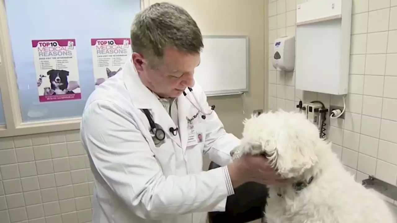 Dog flu cases on the rise in some U.S. regions this winter season