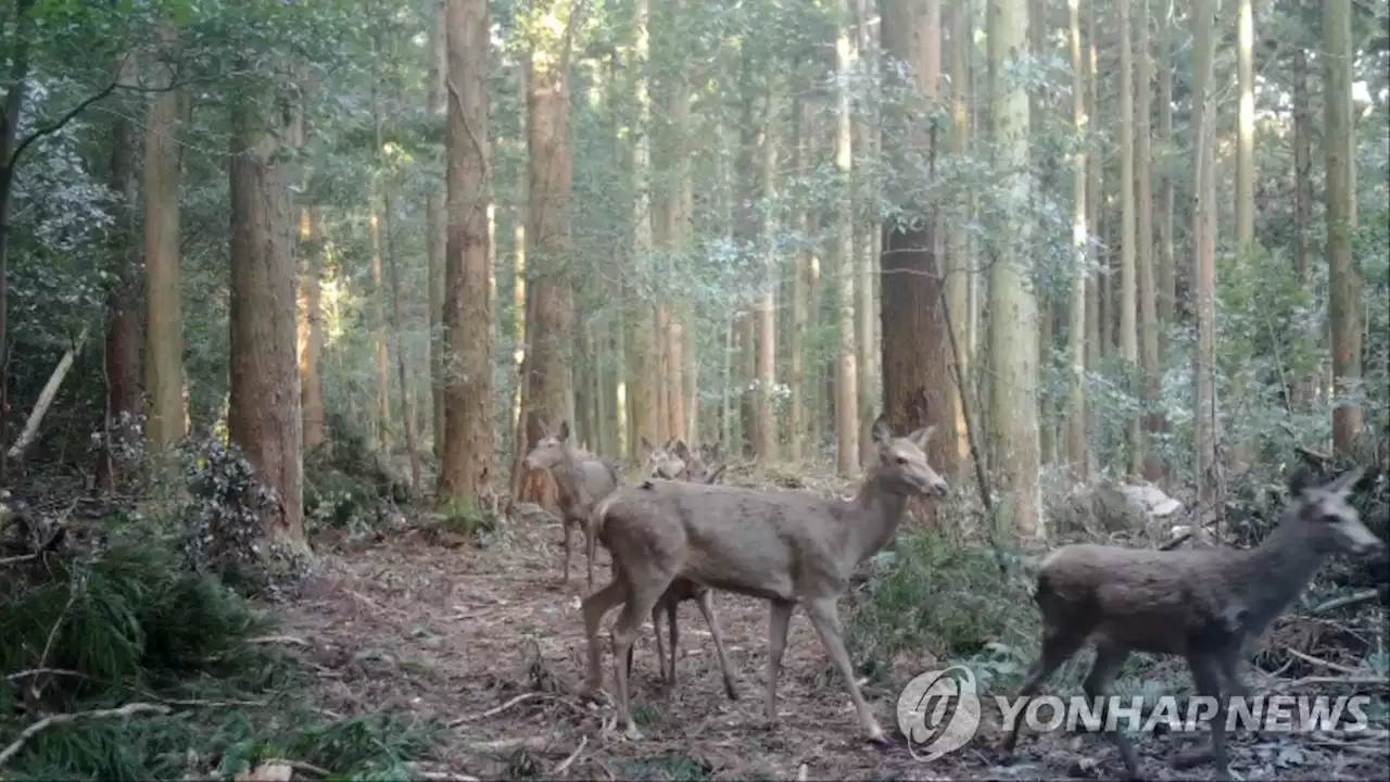 '노루인줄 알았는데 사슴?' 제주 산간에 사슴무리 서식 | 연합뉴스