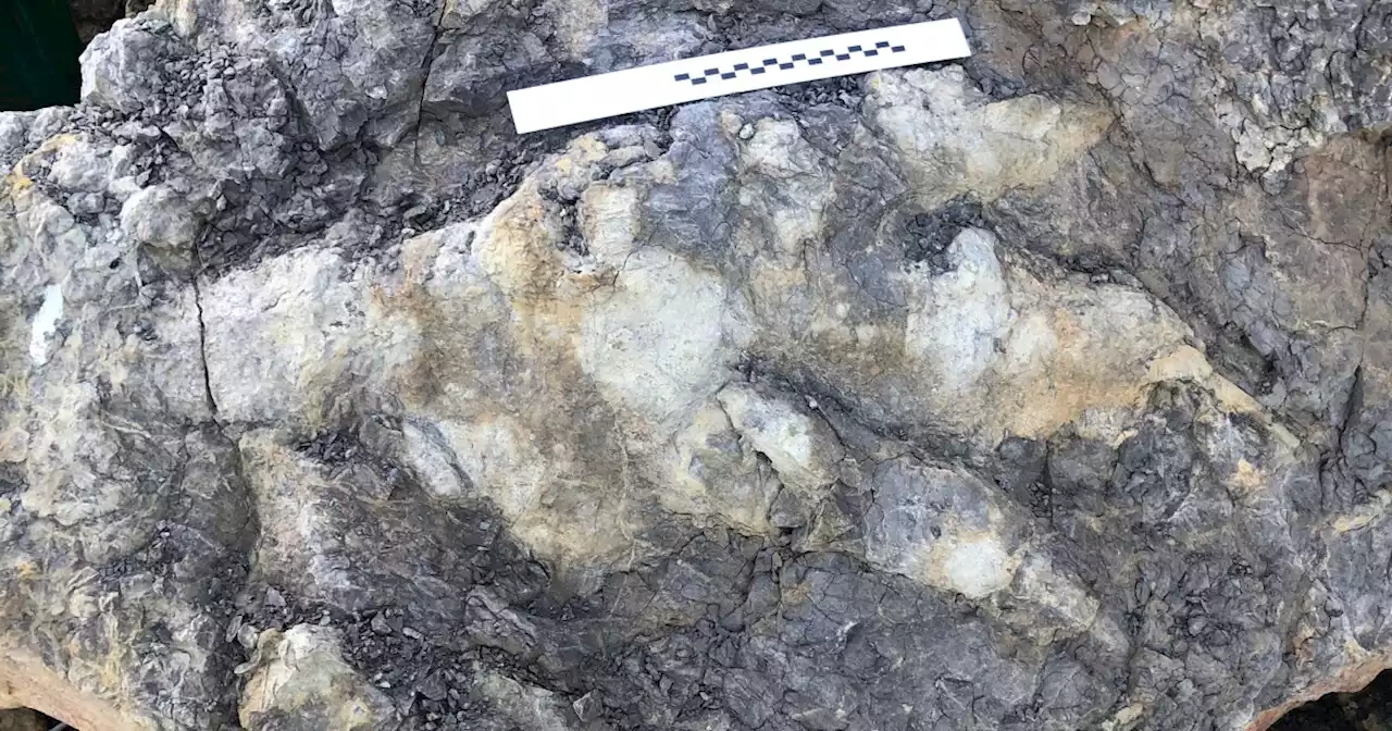 Dinosaur’s massive footprint discovered in the UK