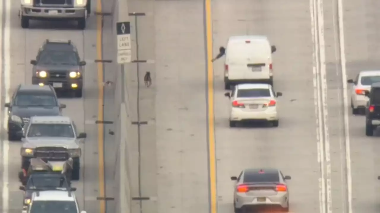 Caught on video: Runaway dog rescued on busy freeway