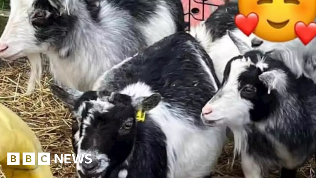 Police appeal after three pygmy goats stolen from near Selby