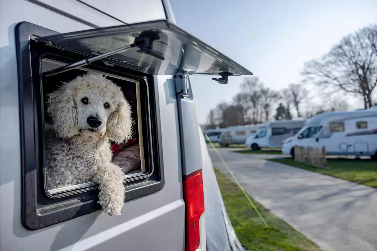 Verreisen mit Hund und Katz': Das gilt innerhalb der EU